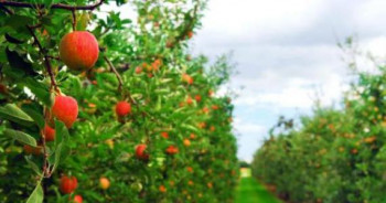Фермерское хозяйство - сады в Днепропетровской области
